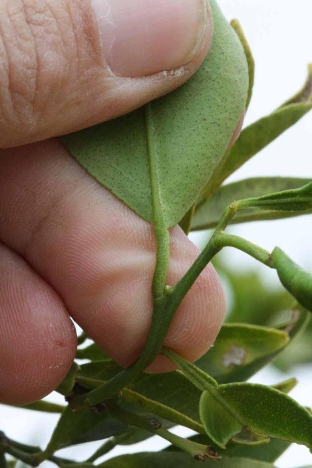              Petiole (Riverside, CA)       